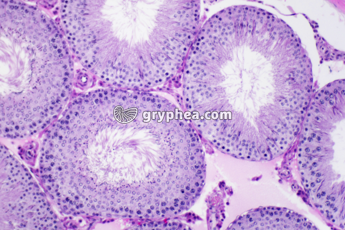 Testicule de Cobaye x50 - gryphea.com